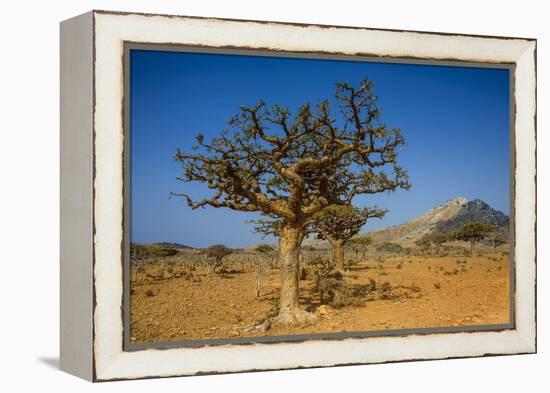 Frankincense Trees (Boswellia Elongata), Homil Protected Area, Island of Socotra-Michael Runkel-Framed Premier Image Canvas