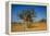 Frankincense Trees (Boswellia Elongata), Homil Protected Area, Island of Socotra-Michael Runkel-Framed Premier Image Canvas