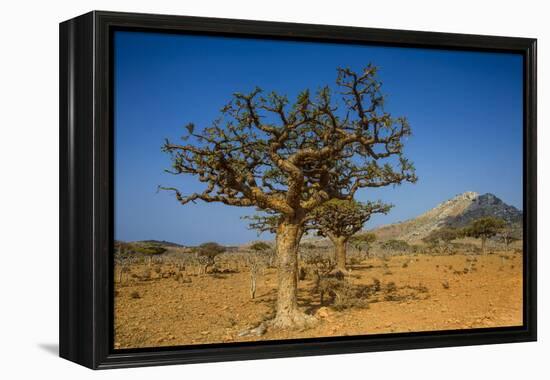 Frankincense Trees (Boswellia Elongata), Homil Protected Area, Island of Socotra-Michael Runkel-Framed Premier Image Canvas