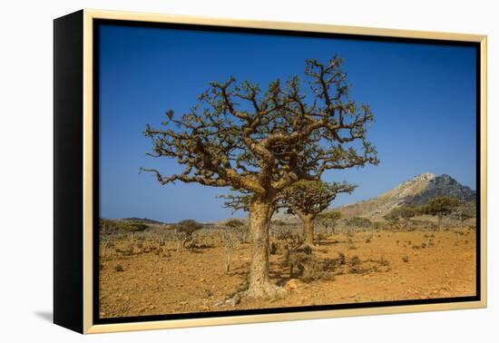 Frankincense Trees (Boswellia Elongata), Homil Protected Area, Island of Socotra-Michael Runkel-Framed Premier Image Canvas