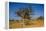 Frankincense Trees (Boswellia Elongata), Homil Protected Area, Island of Socotra-Michael Runkel-Framed Premier Image Canvas
