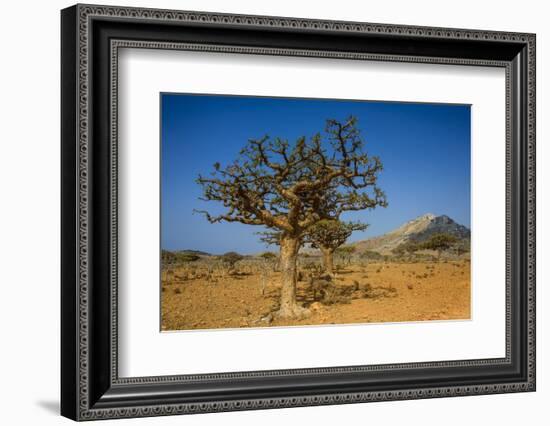 Frankincense Trees (Boswellia Elongata), Homil Protected Area, Island of Socotra-Michael Runkel-Framed Photographic Print