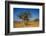 Frankincense Trees (Boswellia Elongata), Homil Protected Area, Island of Socotra-Michael Runkel-Framed Photographic Print