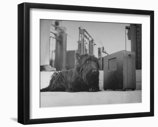 Franklin D. Roosevelt's Dog Fala, Listening to the President's Speech on the Radio-George Skadding-Framed Photographic Print