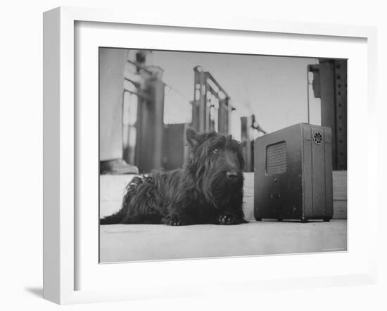 Franklin D. Roosevelt's Dog Fala, Listening to the President's Speech on the Radio-George Skadding-Framed Photographic Print