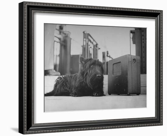 Franklin D. Roosevelt's Dog Fala, Listening to the President's Speech on the Radio-George Skadding-Framed Photographic Print