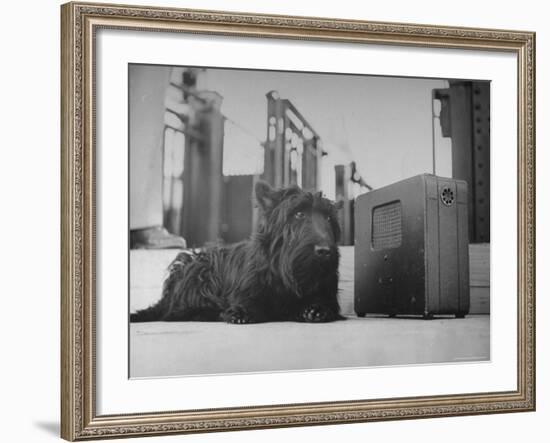 Franklin D. Roosevelt's Dog Fala, Listening to the President's Speech on the Radio-George Skadding-Framed Photographic Print