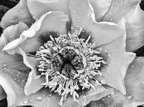 B&W Peony III-Franklin Kearney-Photographic Print