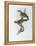 Franklin's Barbet-John Gould-Framed Premier Image Canvas