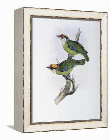 Franklin's Barbet-John Gould-Framed Premier Image Canvas