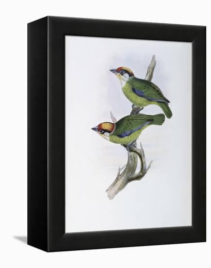 Franklin's Barbet-John Gould-Framed Premier Image Canvas