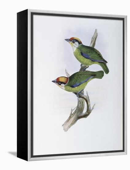 Franklin's Barbet-John Gould-Framed Premier Image Canvas