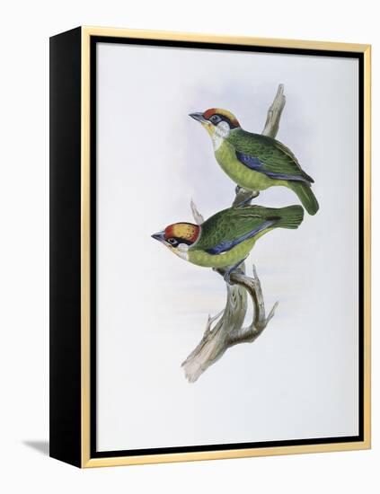 Franklin's Barbet-John Gould-Framed Premier Image Canvas