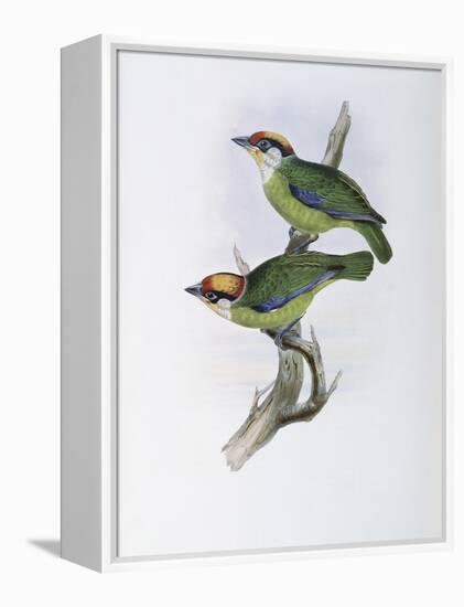 Franklin's Barbet-John Gould-Framed Premier Image Canvas