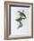 Franklin's Barbet-John Gould-Framed Giclee Print