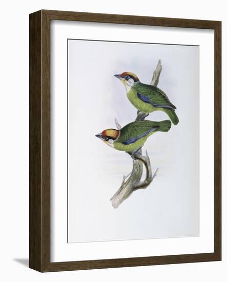 Franklin's Barbet-John Gould-Framed Giclee Print