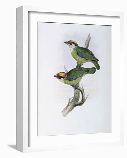 Franklin's Barbet-John Gould-Framed Giclee Print