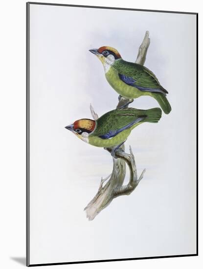 Franklin's Barbet-John Gould-Mounted Giclee Print