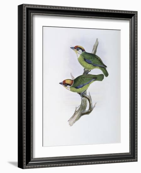 Franklin's Barbet-John Gould-Framed Giclee Print