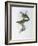 Franklin's Barbet-John Gould-Framed Giclee Print