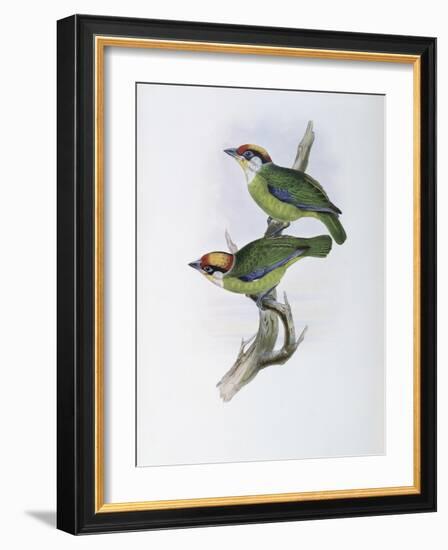 Franklin's Barbet-John Gould-Framed Giclee Print