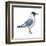 Franklin's Gull (Larus Pipixcan), Birds-Encyclopaedia Britannica-Framed Art Print