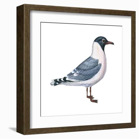 Franklin's Gull (Larus Pipixcan), Birds-Encyclopaedia Britannica-Framed Art Print