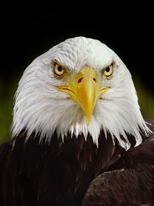 Bald Eagle, Haliaeetus Leucocephalus, California by Frans Lanting