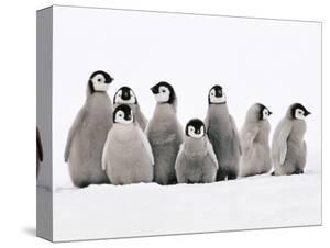 Penguins Canvas Art Prints Paintings Posters Framed Wall Penguins Canvas Art Prints Paintings