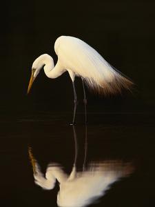 Great Egret in Lagoon, Pantanal, Brazil by Frans Lanting