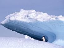 Antarctica, colony of adelie penguins-Frans Lemmens-Photographic Print