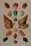 Tropical Seashells-Franz Michael Regenfus Regenfuss-Framed Giclee Print