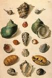 Tropical Seashells-Franz Michael Regenfus Regenfuss-Mounted Giclee Print