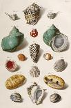 Various Seashells, 1758-Franz Michael Regenfus-Giclee Print