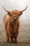 Scottish Highland Cow-Franz Peter Rudolf-Framed Premier Image Canvas