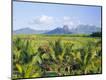 Photographic Print
