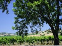 Wine Country in the Napa Valley, California, USA-Fraser Hall-Photographic Print