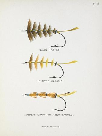 'Fishing Tackle: Plain Hackle, Jointed Hackle, Indian Crow-Jointed ...