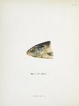 Head Of Smolt. a Fish Head-Fraser Sandeman-Giclee Print