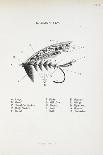 Head Of Smolt. a Fish Head-Fraser Sandeman-Giclee Print