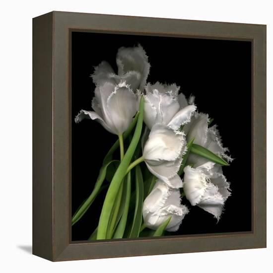 Frayed Tulips-Magda Indigo-Framed Premier Image Canvas