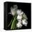 Frayed Tulips-Magda Indigo-Framed Premier Image Canvas