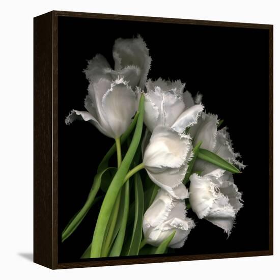 Frayed Tulips-Magda Indigo-Framed Premier Image Canvas