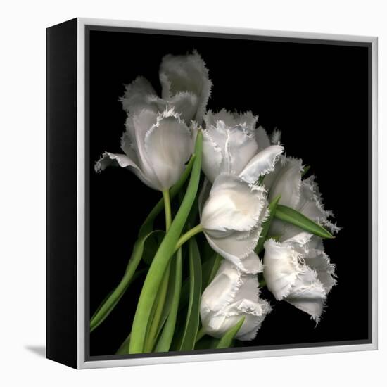 Frayed Tulips-Magda Indigo-Framed Premier Image Canvas