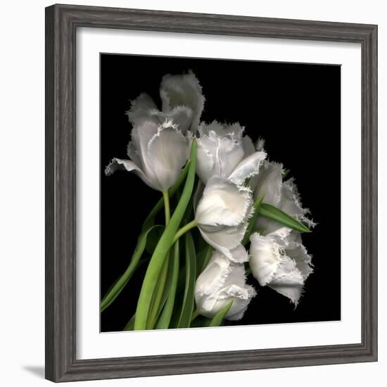 Frayed Tulips-Magda Indigo-Framed Premium Photographic Print