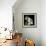 Frayed Tulips-Magda Indigo-Framed Premium Photographic Print displayed on a wall