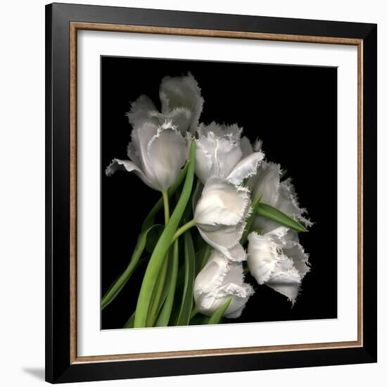 Frayed Tulips-Magda Indigo-Framed Premium Photographic Print