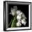 Frayed Tulips-Magda Indigo-Framed Premium Photographic Print