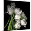 Frayed Tulips-Magda Indigo-Mounted Premium Photographic Print