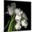 Frayed Tulips-Magda Indigo-Mounted Premium Photographic Print